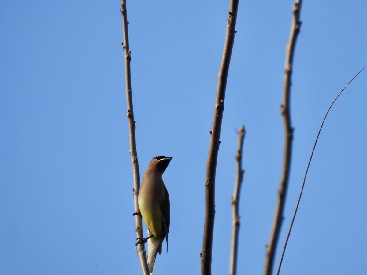 Cedar Waxwing - ML650844072