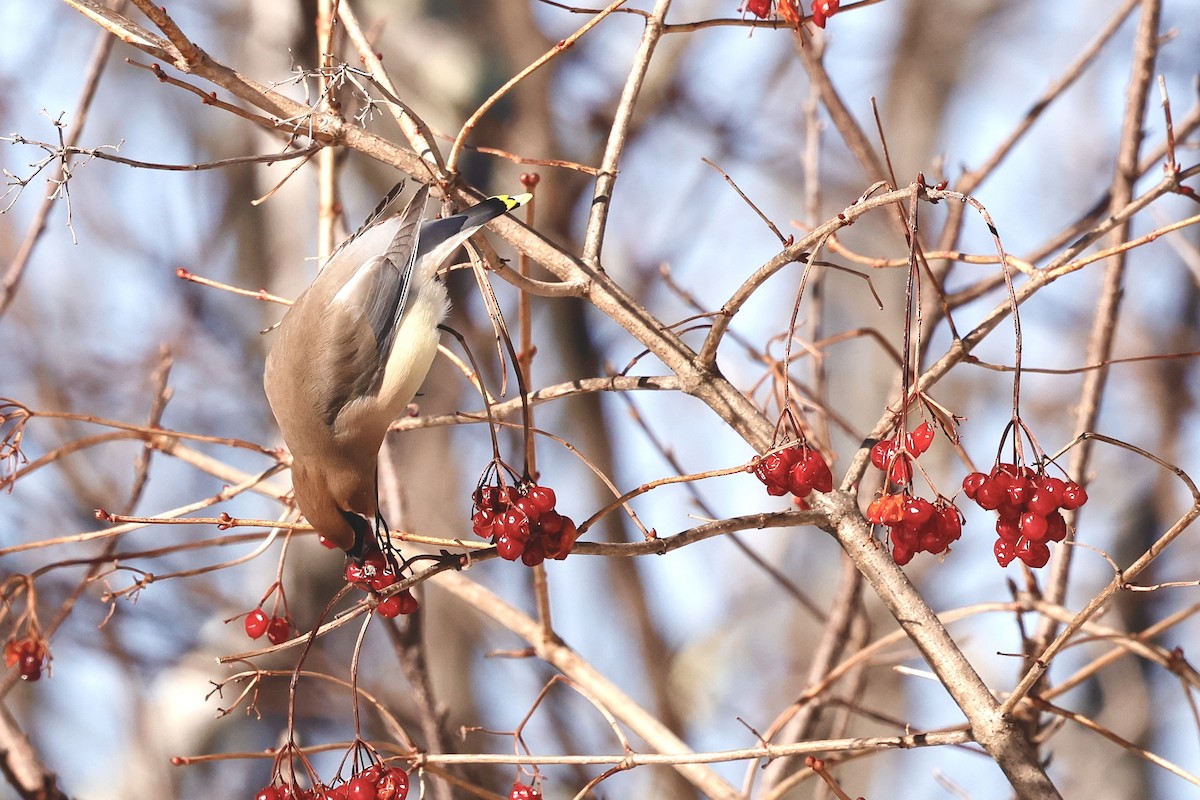 Cedar Waxwing - ML650844093