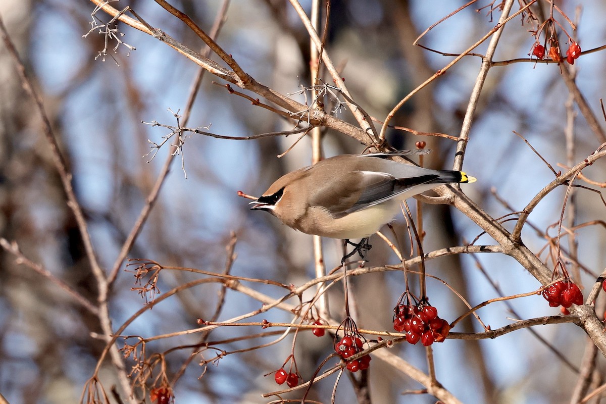 Cedar Waxwing - ML650844094