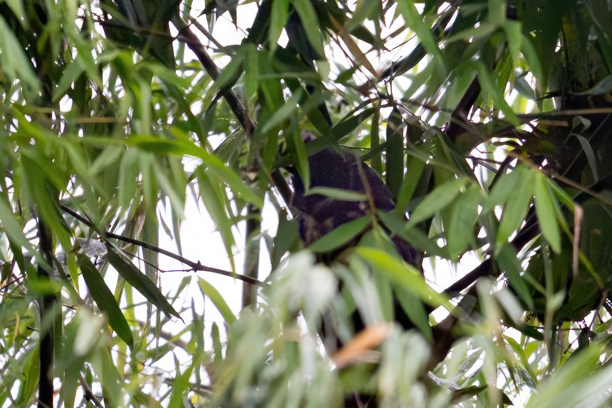 Hibou maître-bois - ML650844209