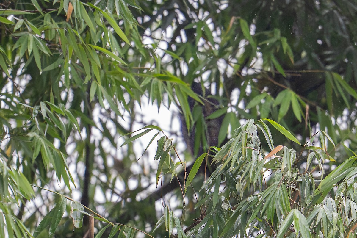 Hibou maître-bois - ML650844219