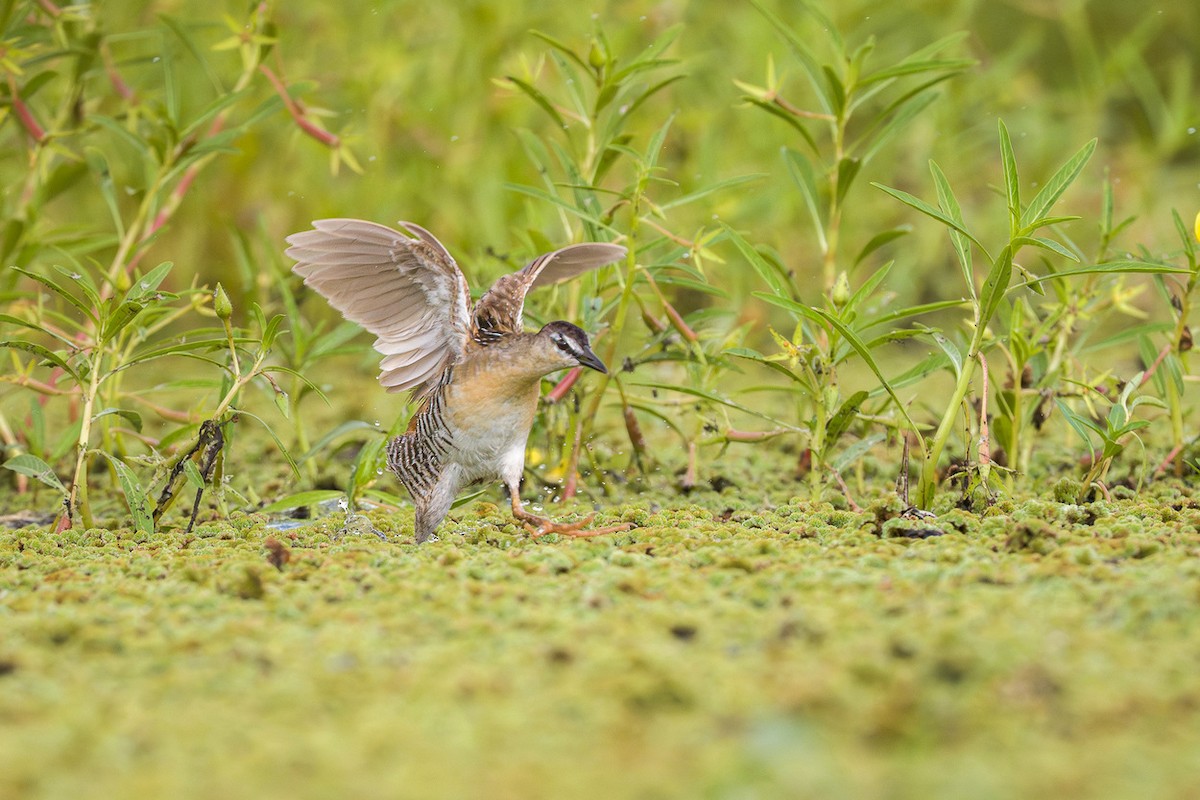 Yellow-breasted Crake - ML650844321