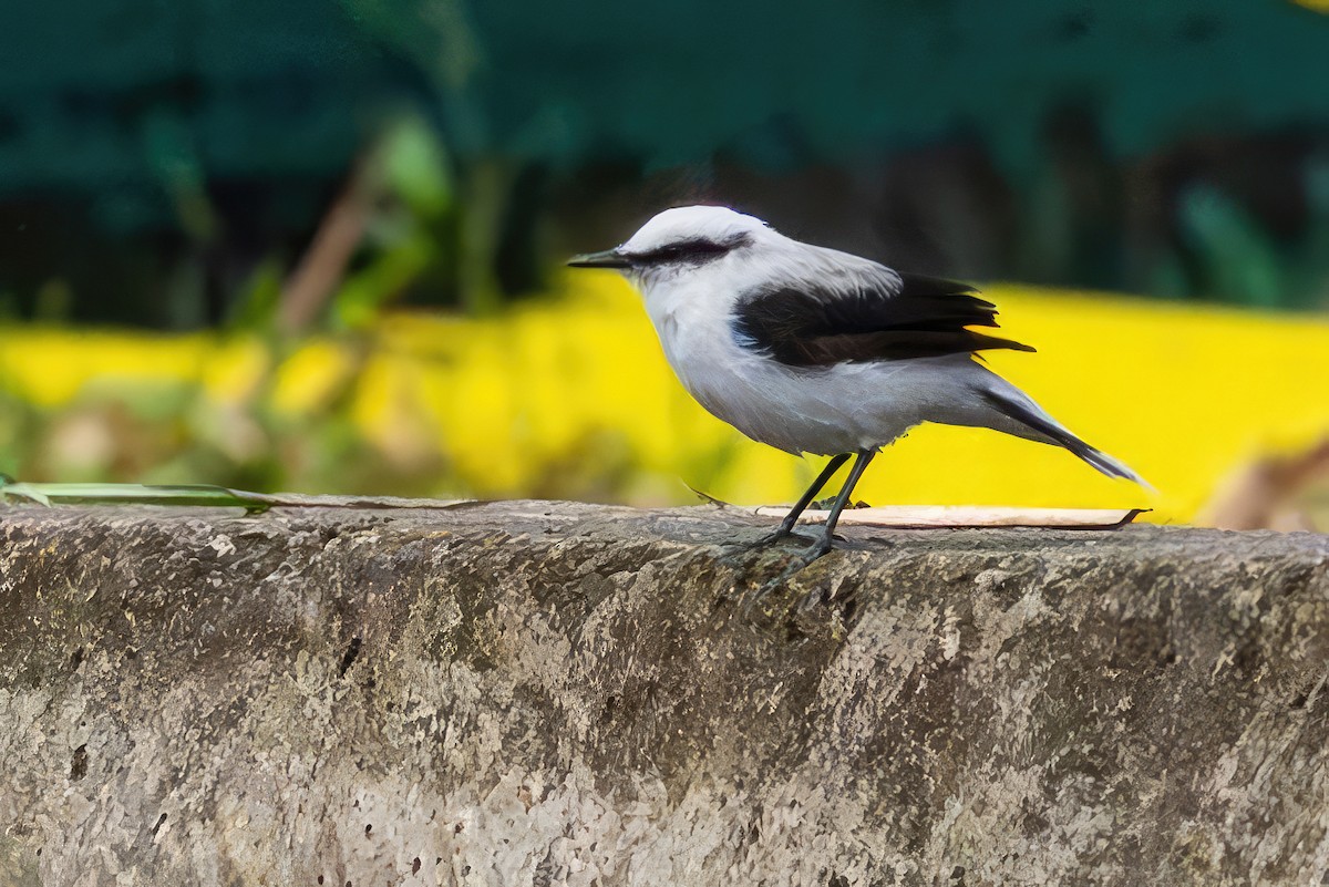 Moucherolle aquatique - ML650844376