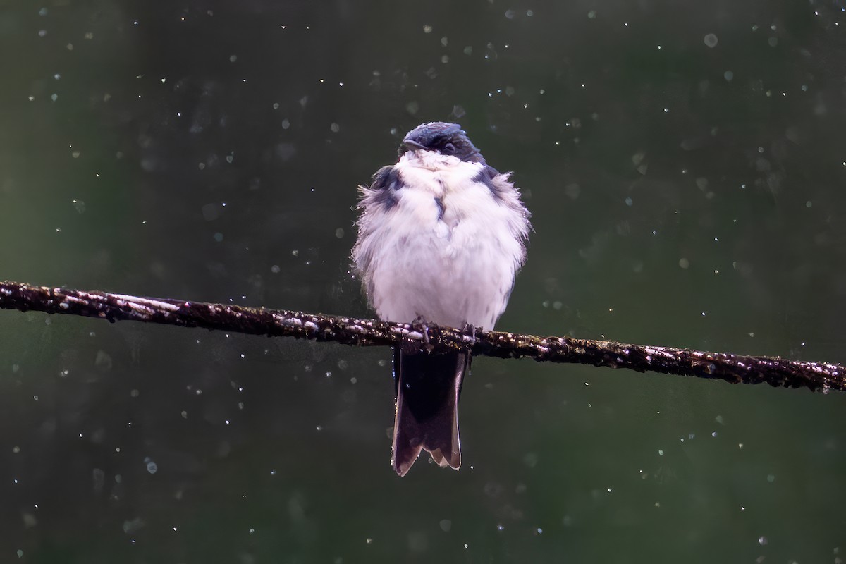 Hirondelle bleu et blanc (cyanoleuca) - ML650844433