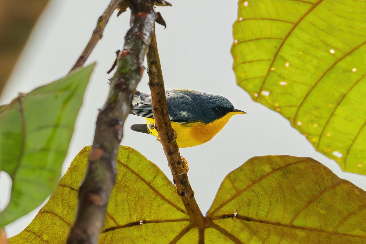 Paruline à joues noires (groupe pitiayumi) - ML650844521