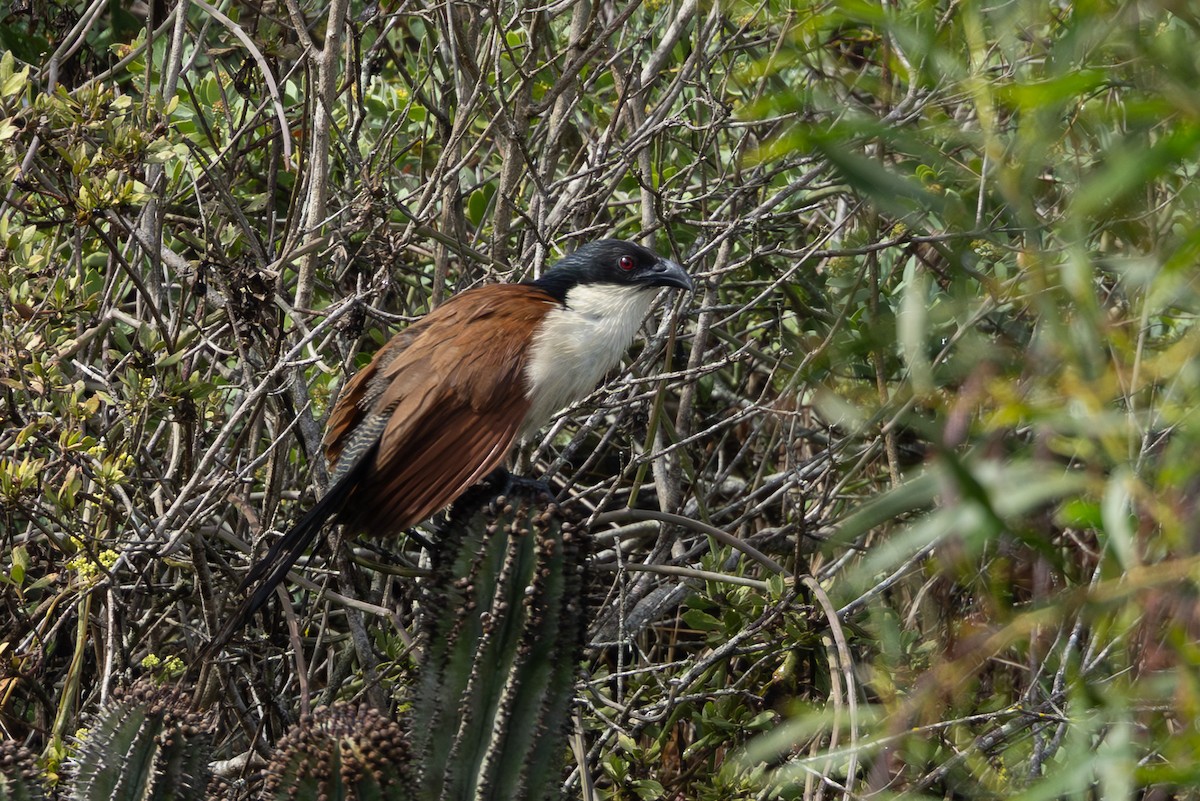 Burchell Kukalı - ML650844562