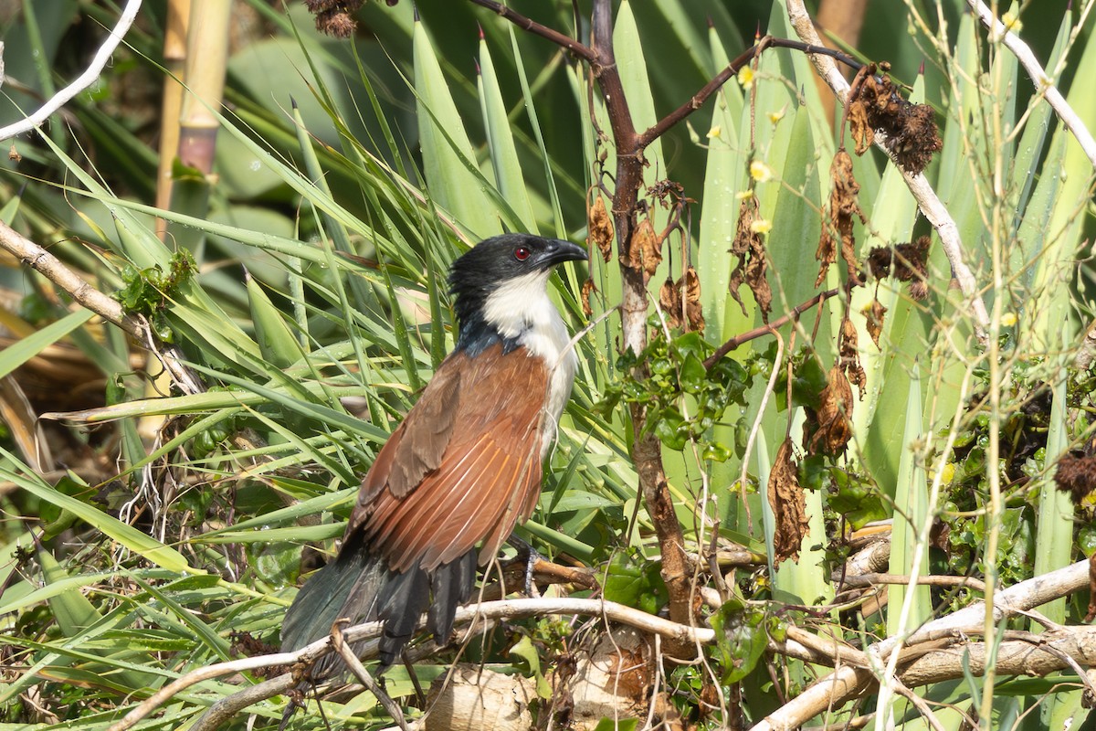 Burchell Kukalı - ML650844564