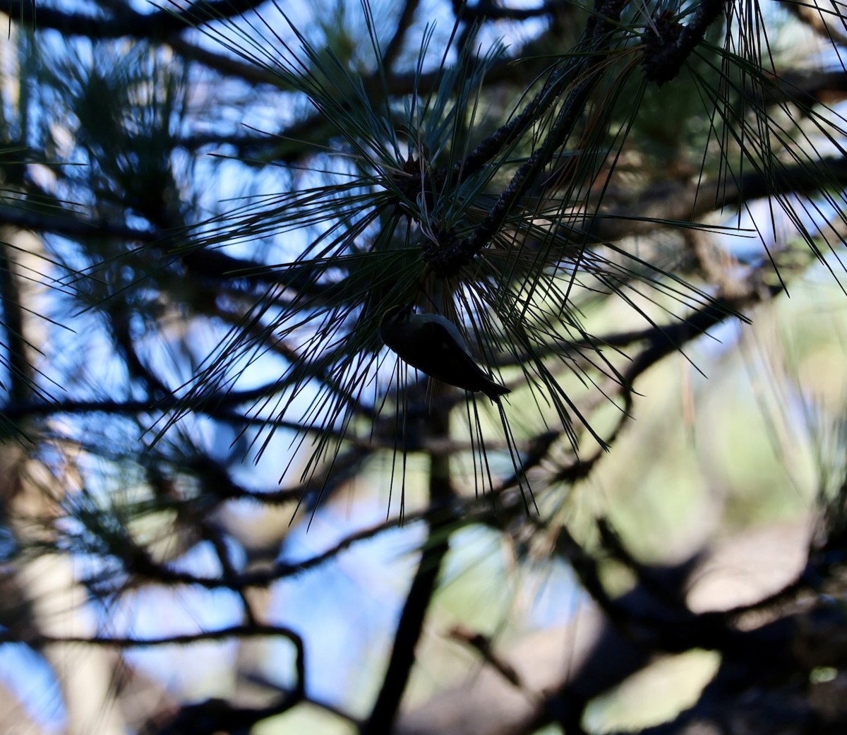 Золотомушка світлоброва - ML650845112