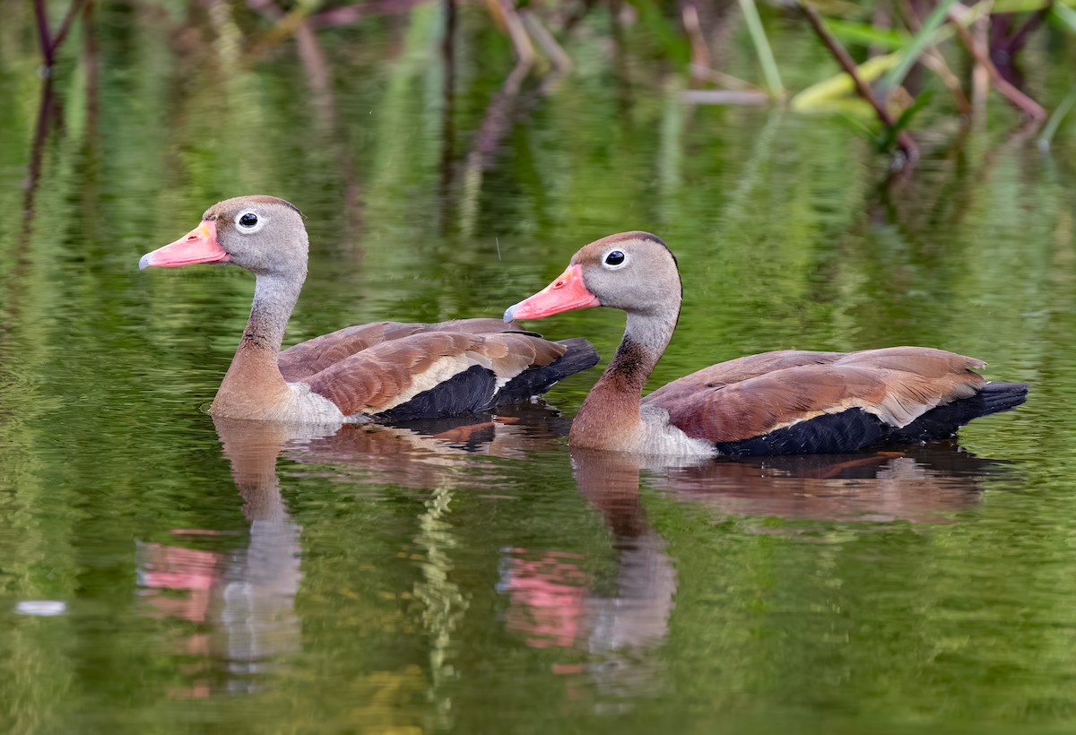 אווזון שחור-בטן - ML650845376