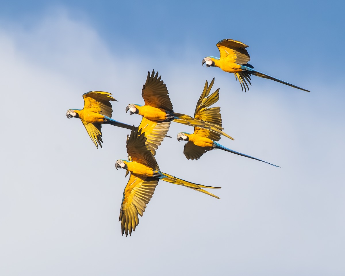 ארה כחולה-וצהובה - ML650845393