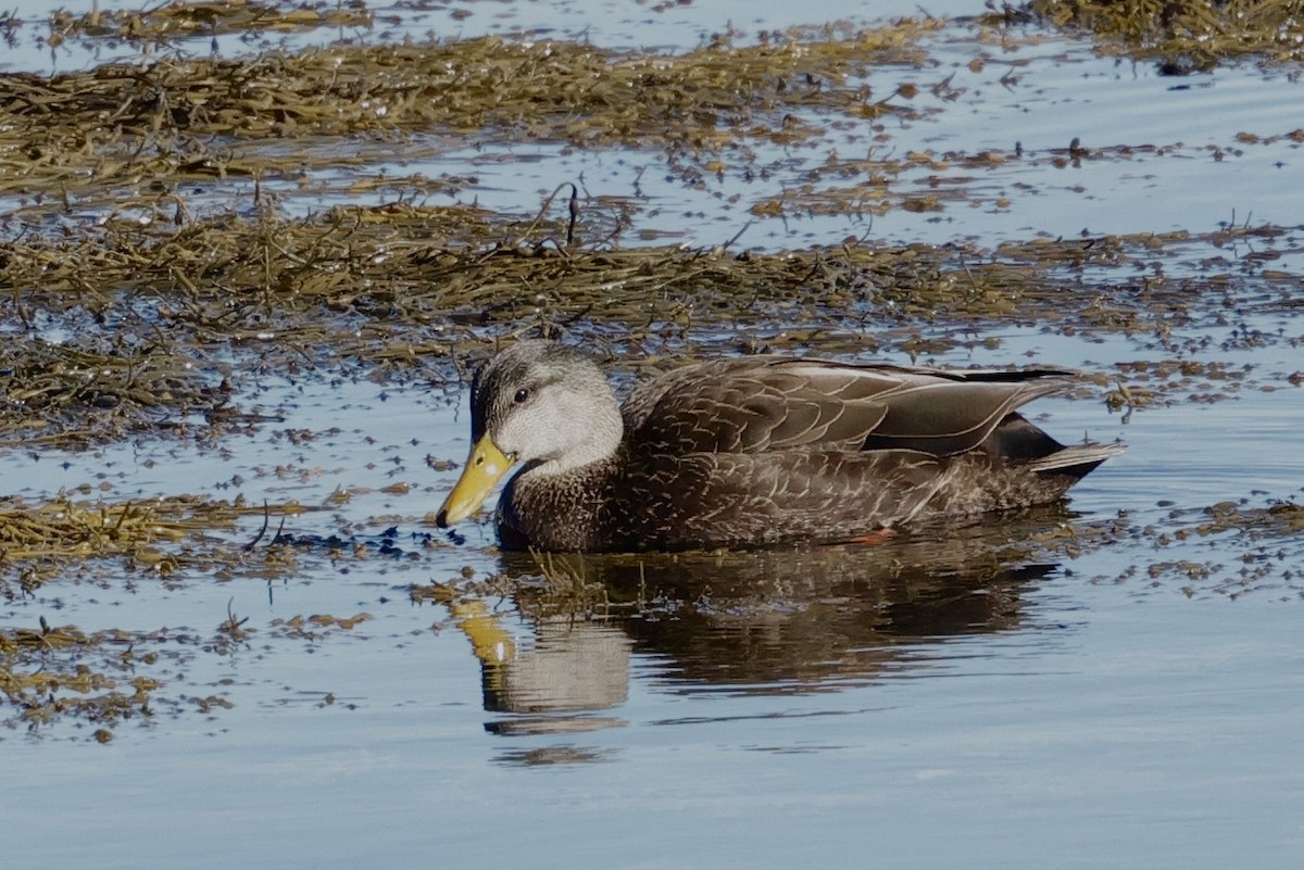 アメリカガモ - ML650845656