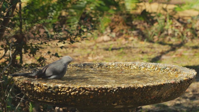 ネコマネドリ - ML650845663