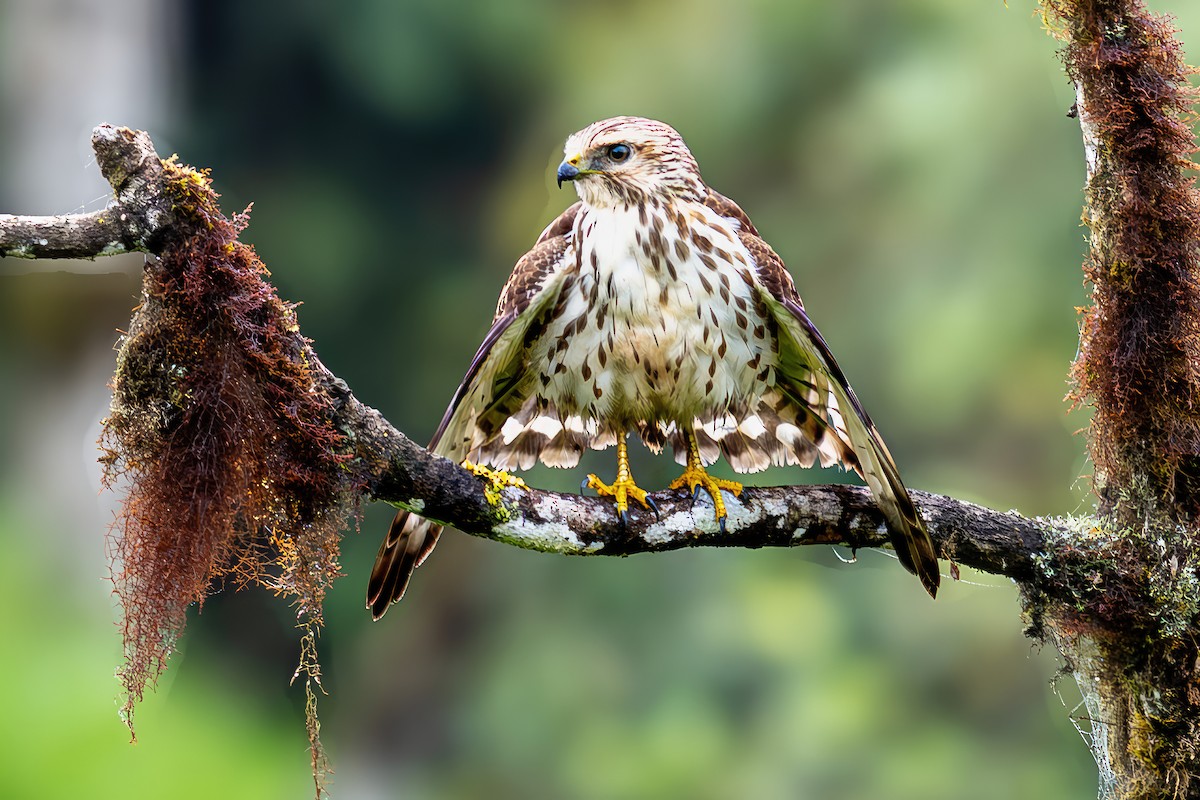 Broad-winged Hawk - ML650845702