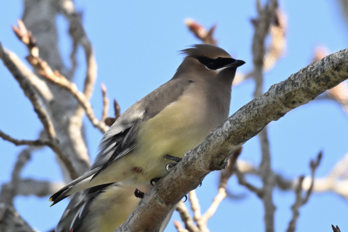 Cedar Waxwing - ML650845703