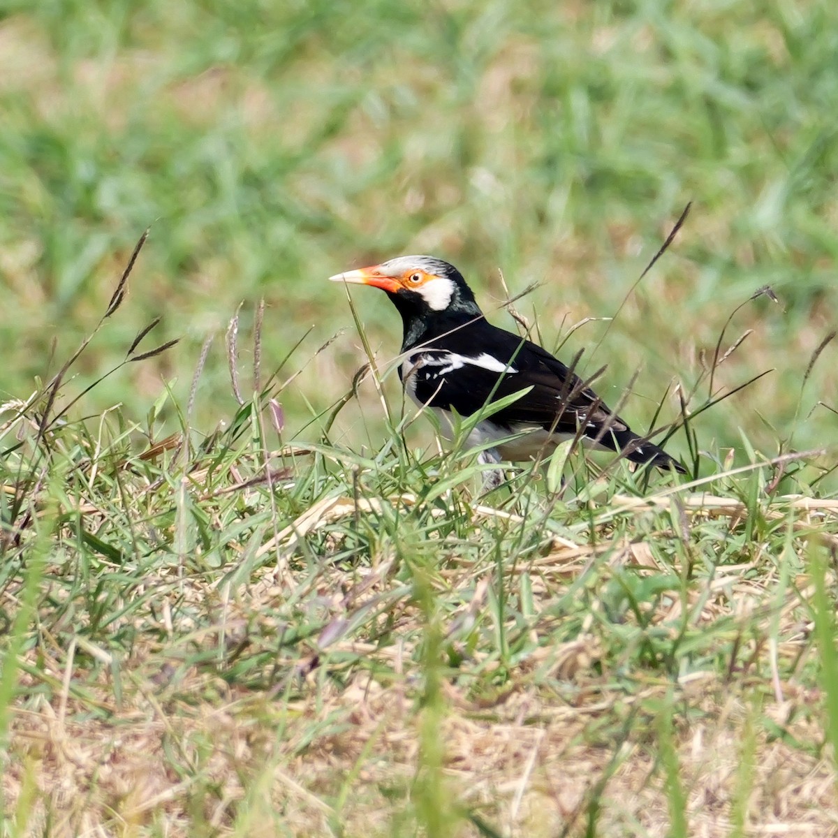 Siamese Pied Starling - ML650845709