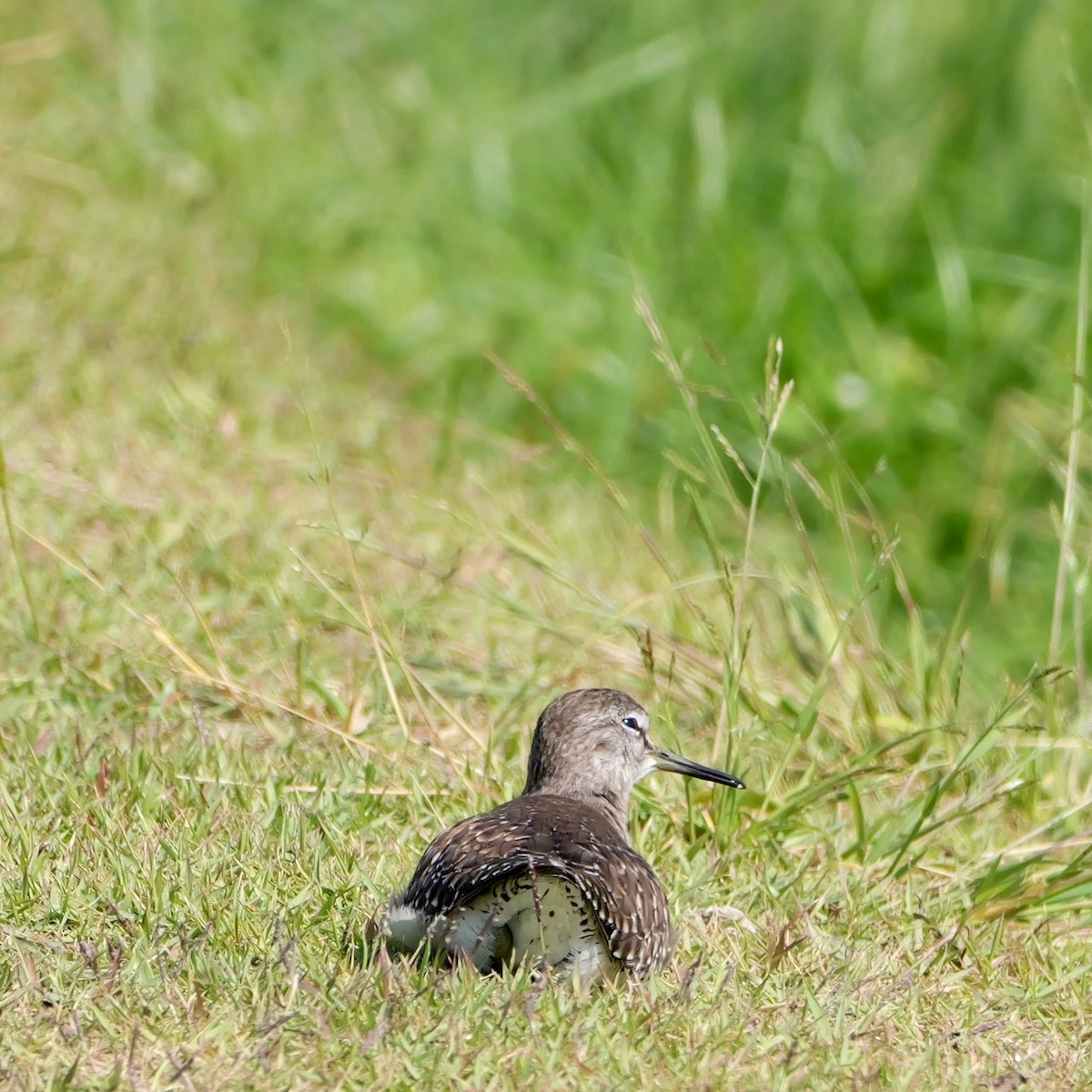 Фифи - ML650845759