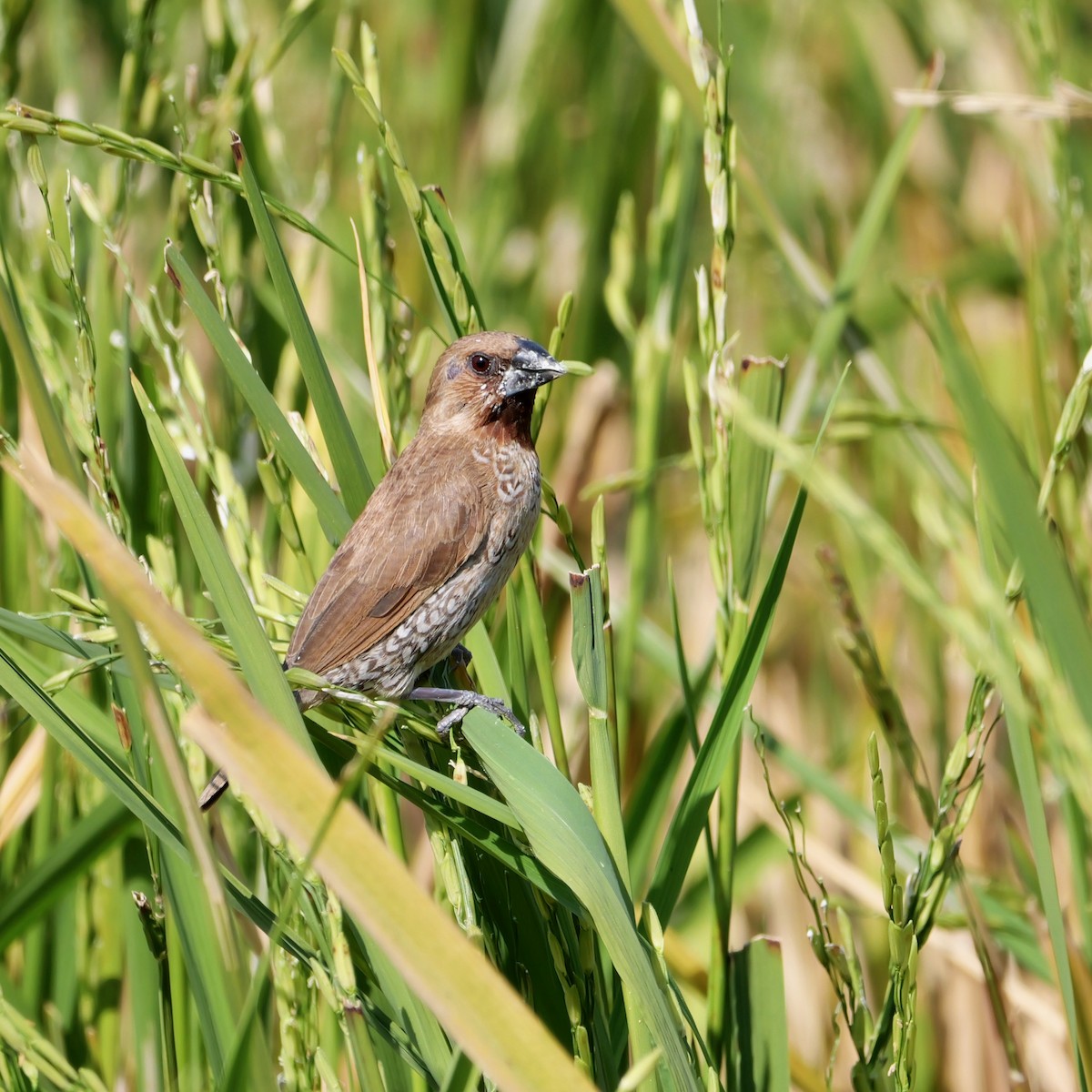 Чешуйчатая муния - ML650845761
