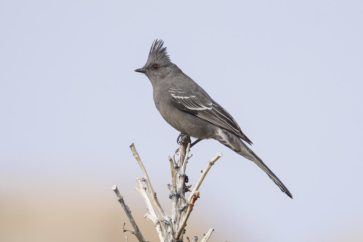 Phainopepla - ML650845842