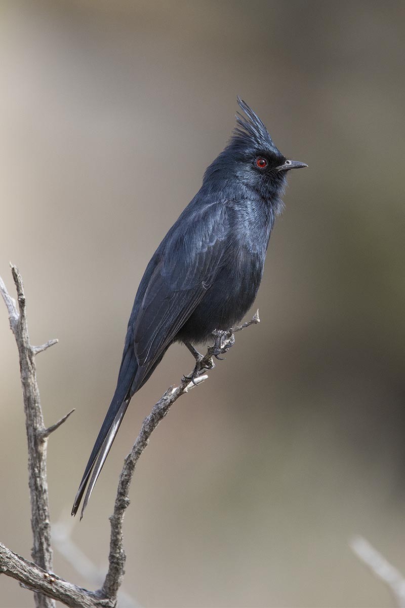 Phainopepla - ML650845843