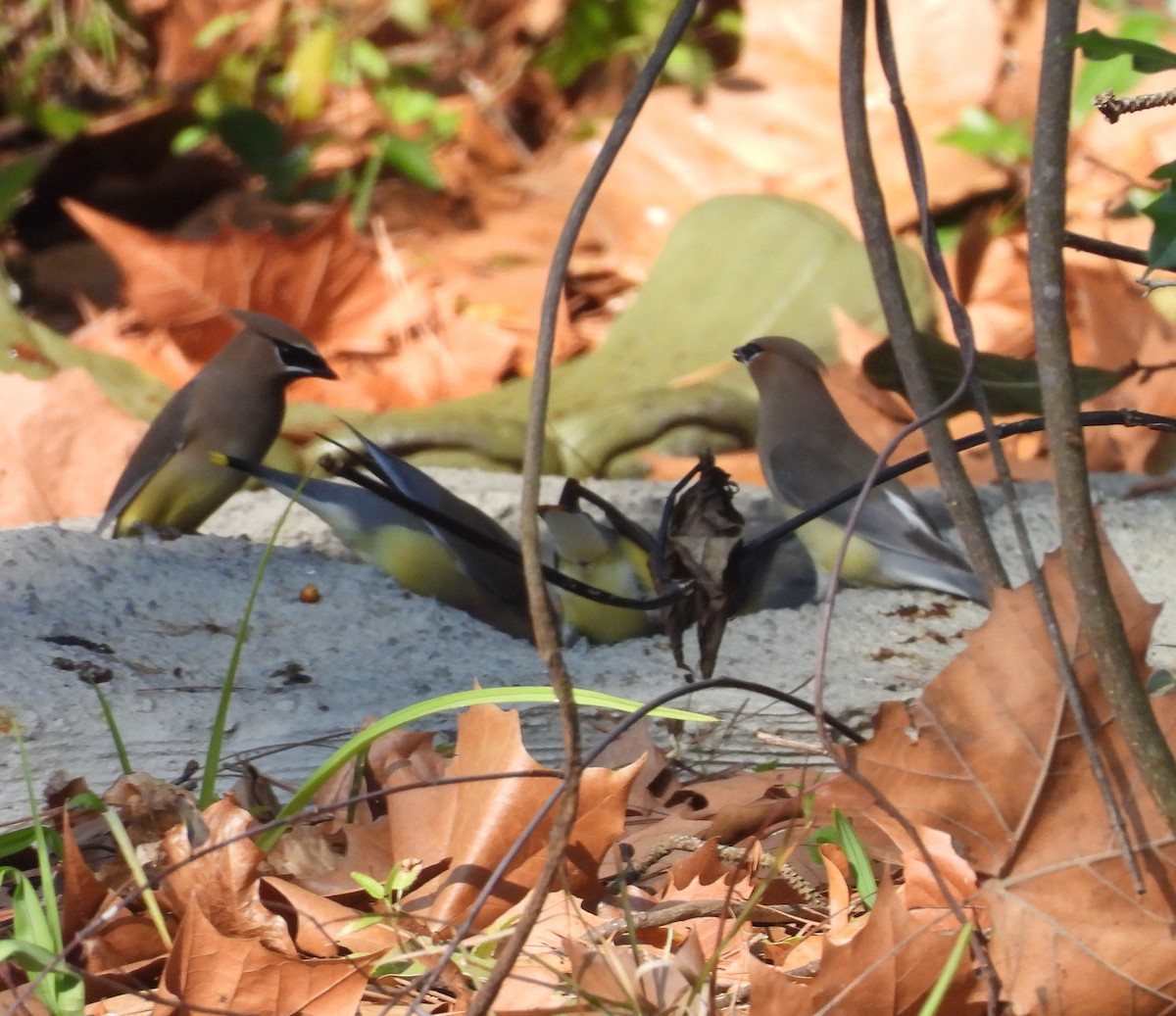 Cedar Waxwing - ML650846308
