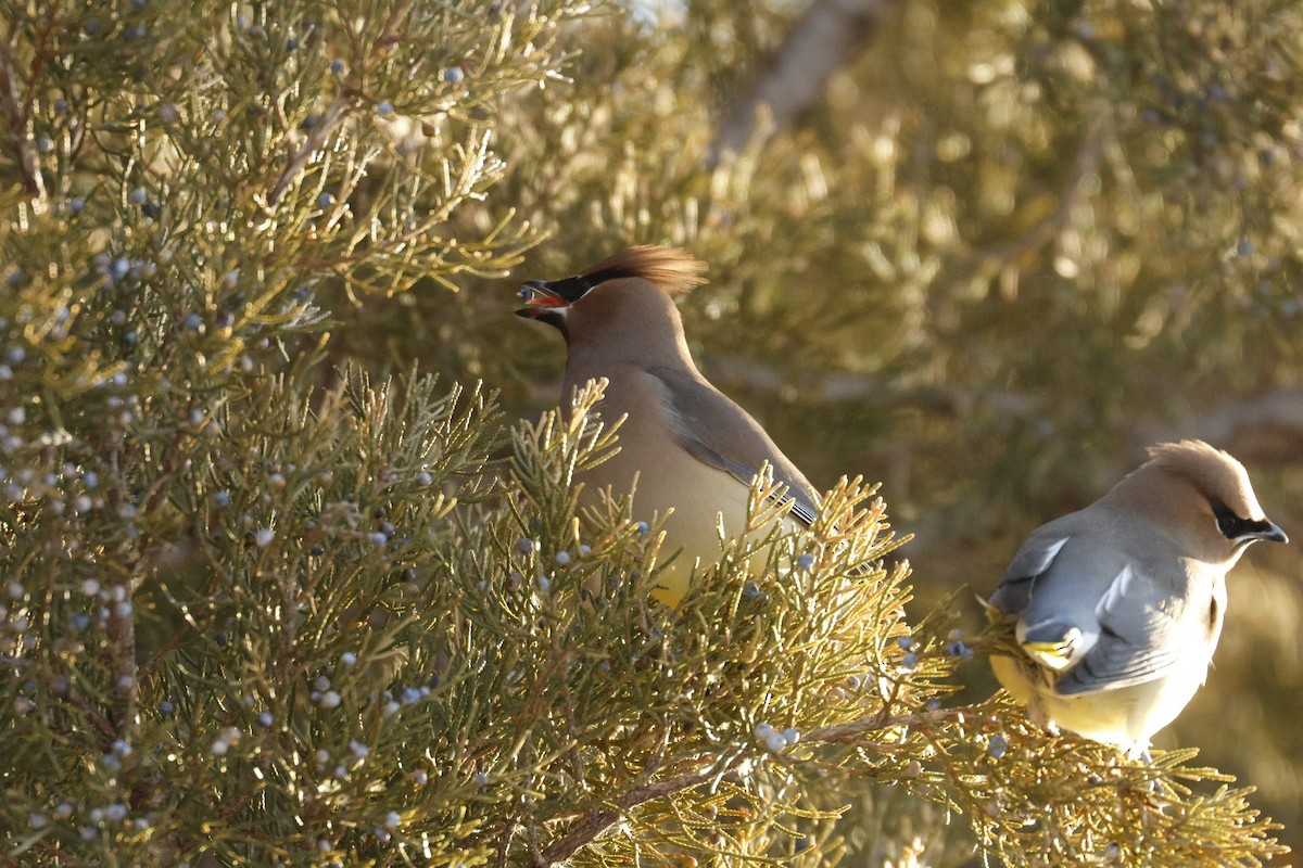 Cedar Waxwing - ML650846554