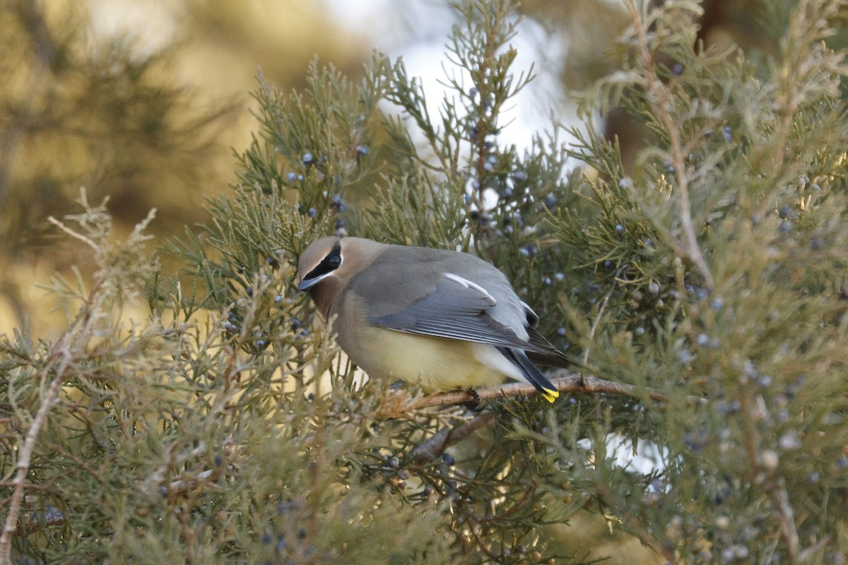 Cedar Waxwing - ML650846555