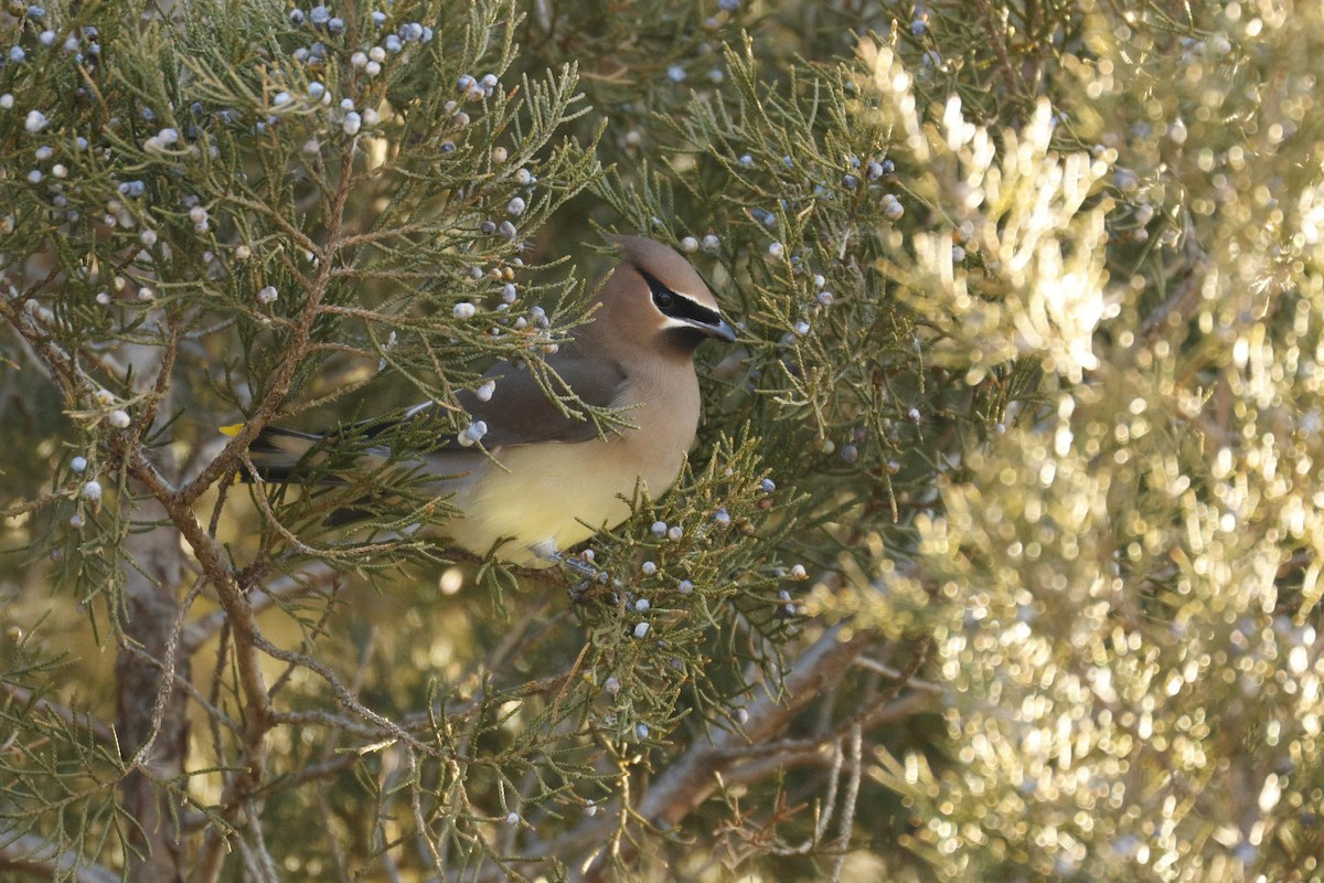 Cedar Waxwing - ML650846556