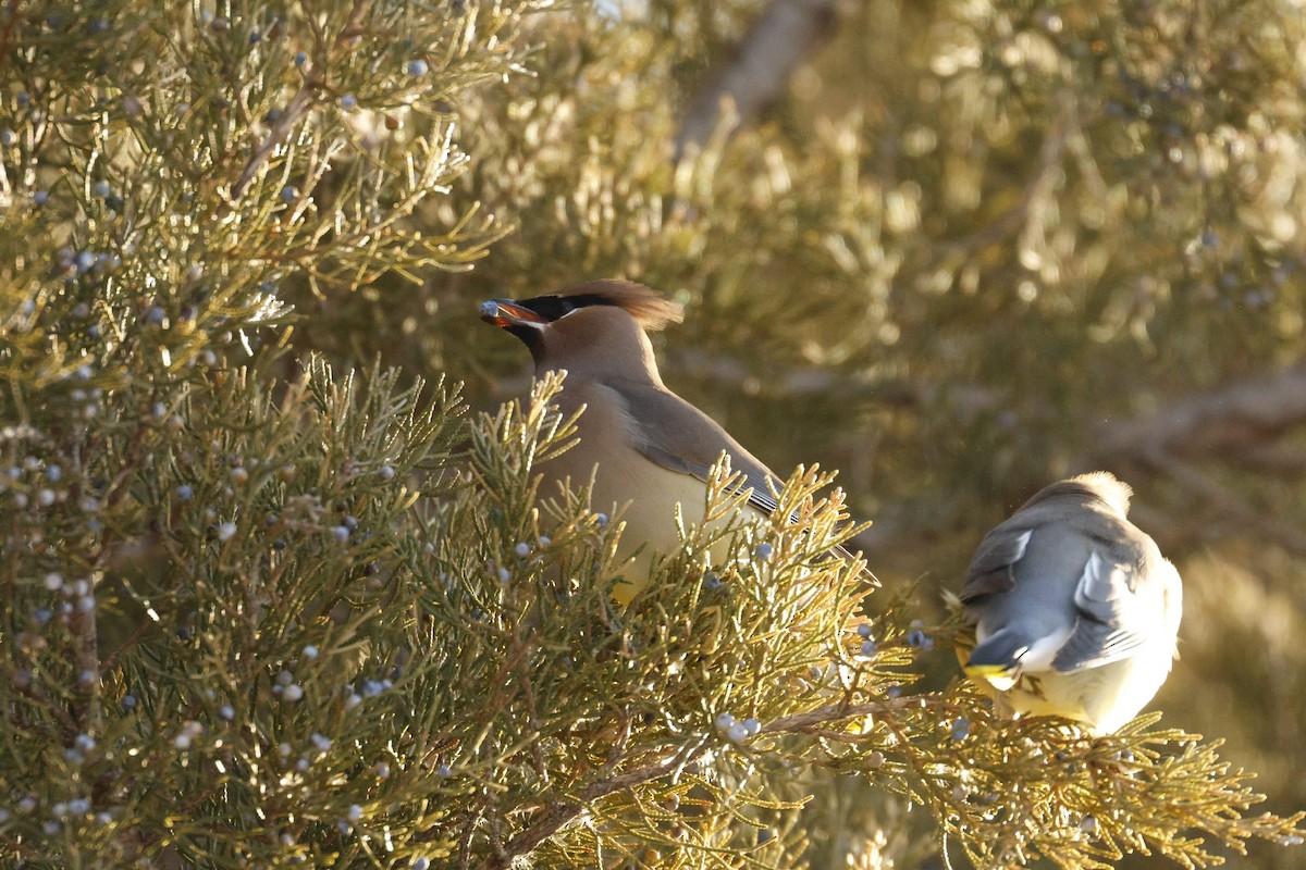 Cedar Waxwing - ML650846557