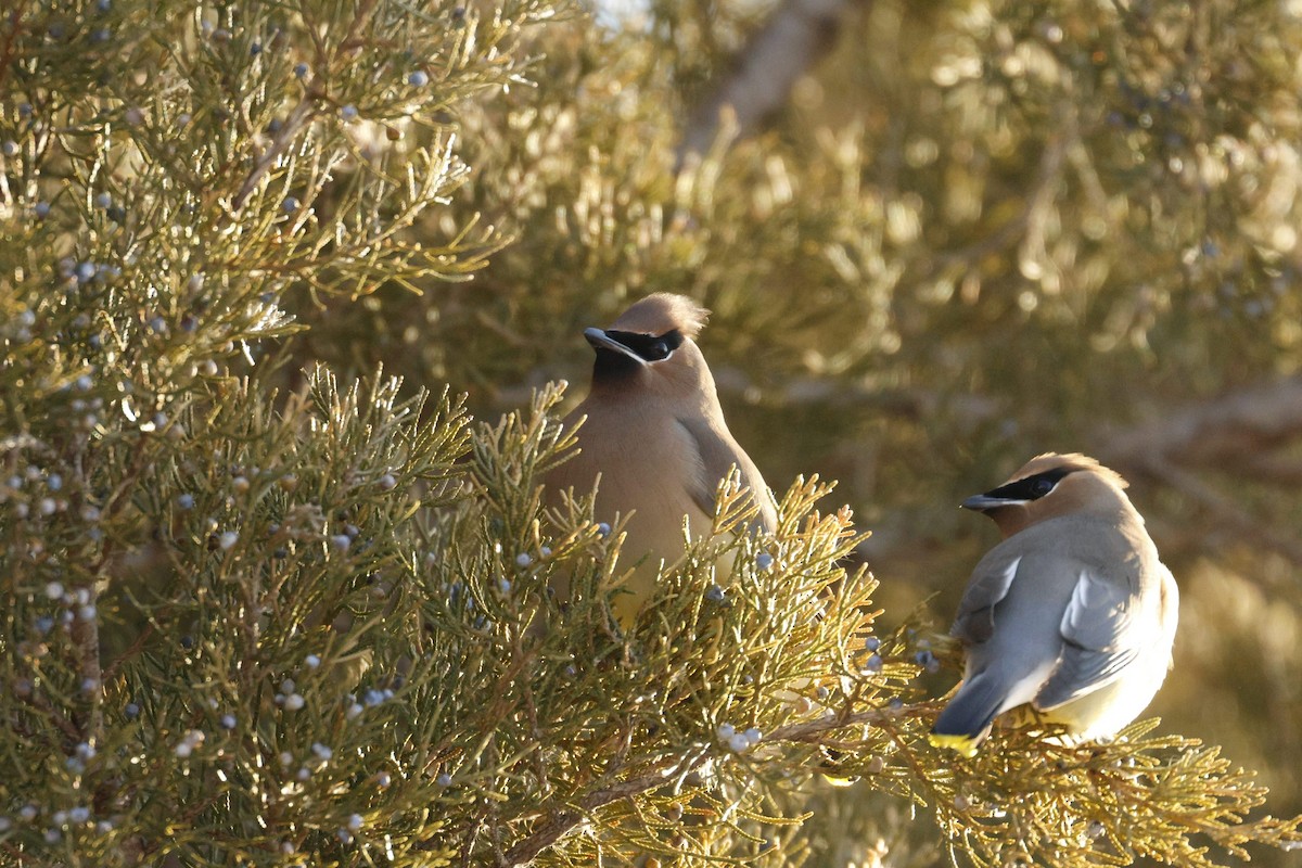 Cedar Waxwing - ML650846558