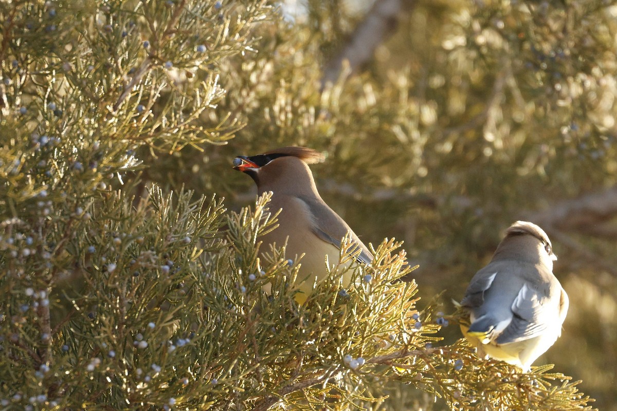 Cedar Waxwing - ML650846559