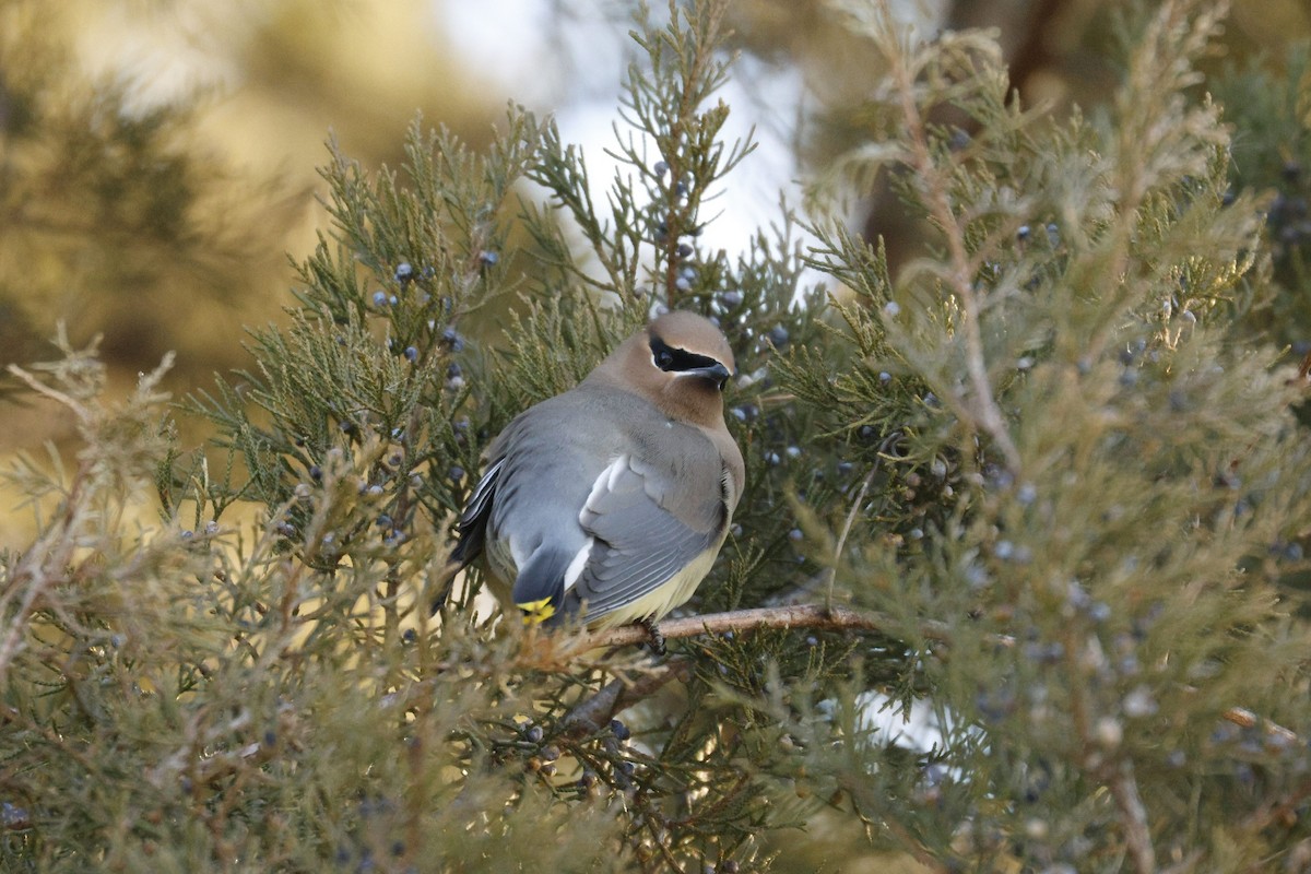 Cedar Waxwing - ML650846560