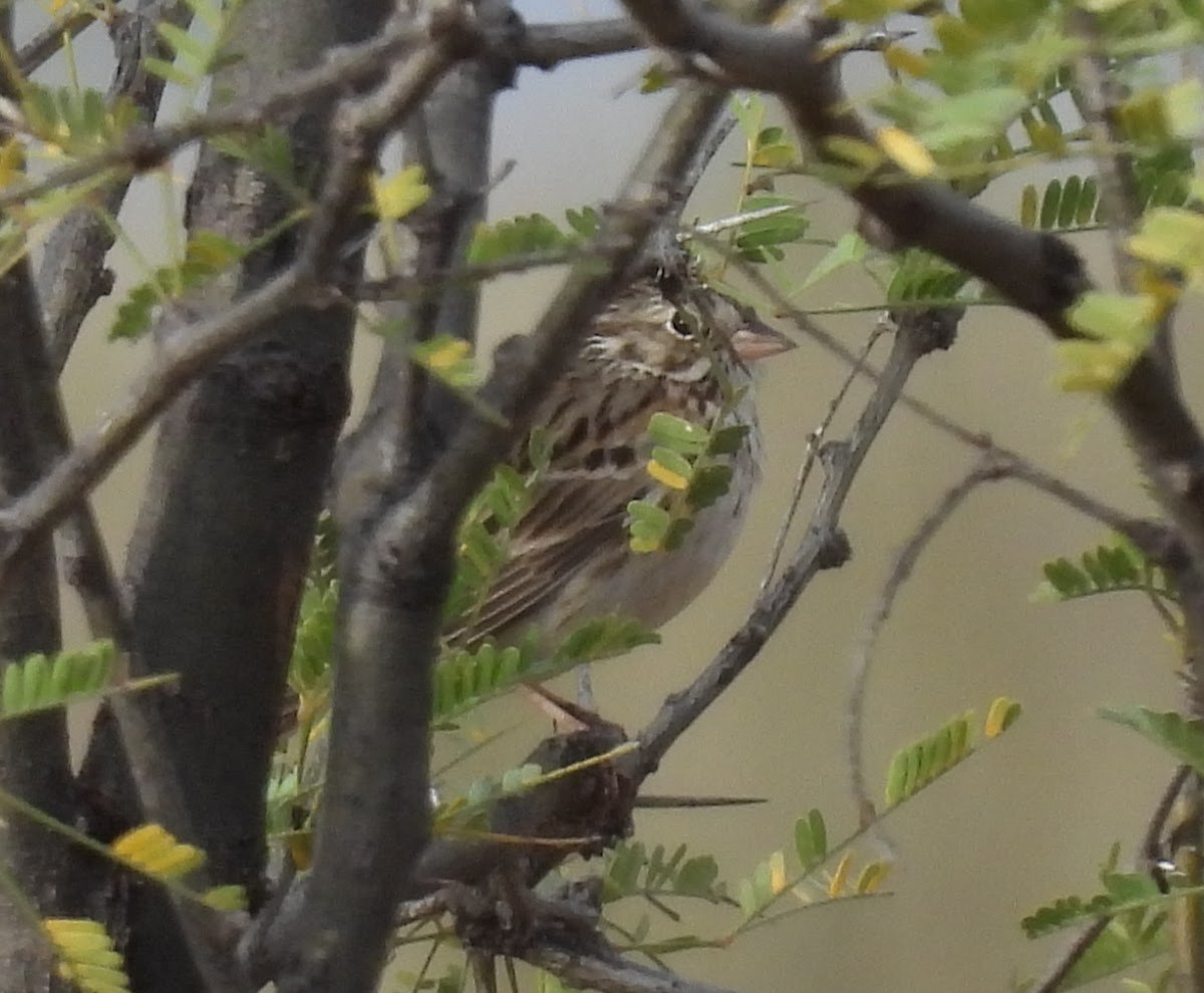 Akşamcı Serçe - ML650846711