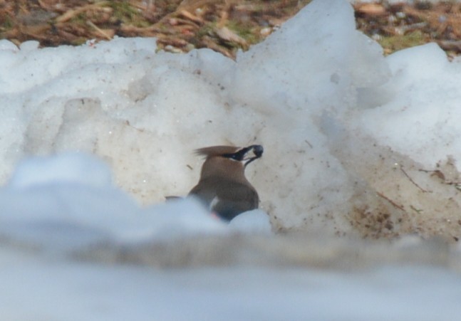 Cedar Waxwing - ML650846810