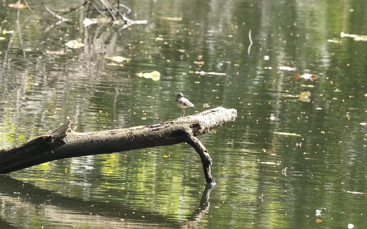 Solitary Sandpiper - ML650846873