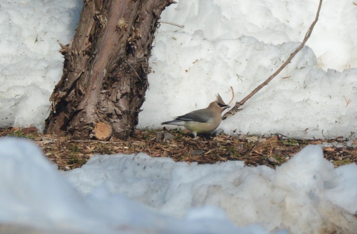 Cedar Waxwing - ML650846887
