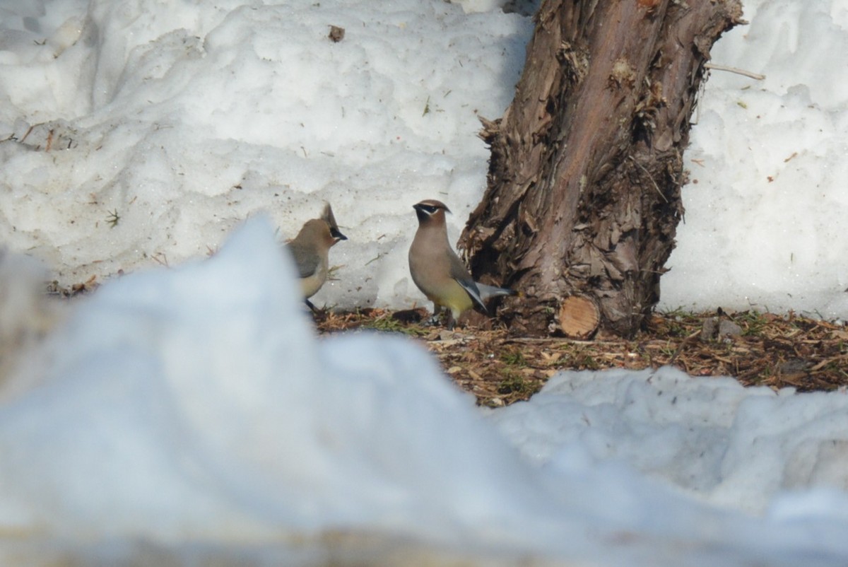 Cedar Waxwing - ML650846888