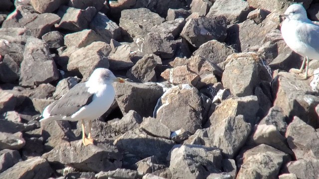 Lesser Black-backed Gull - ML650846991