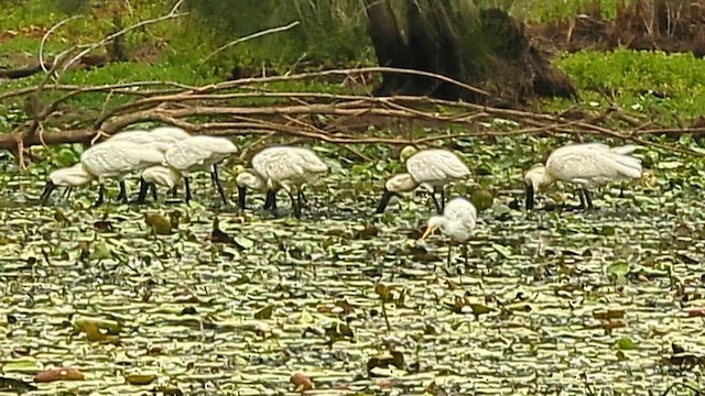 Косар королівський - ML650847127