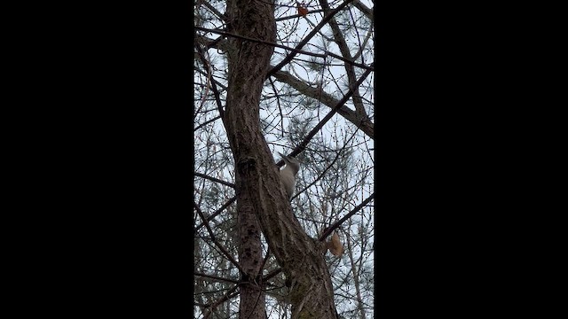 Grauspecht (canus/jessoensis) - ML650847359