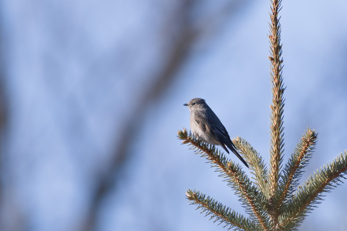 Solitaire de Townsend - ML650847553