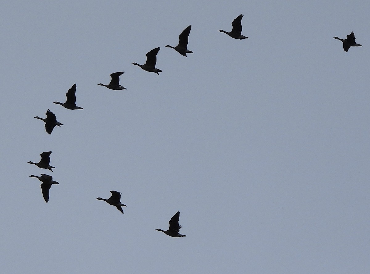 Bernache de Hutchins - ML650847788