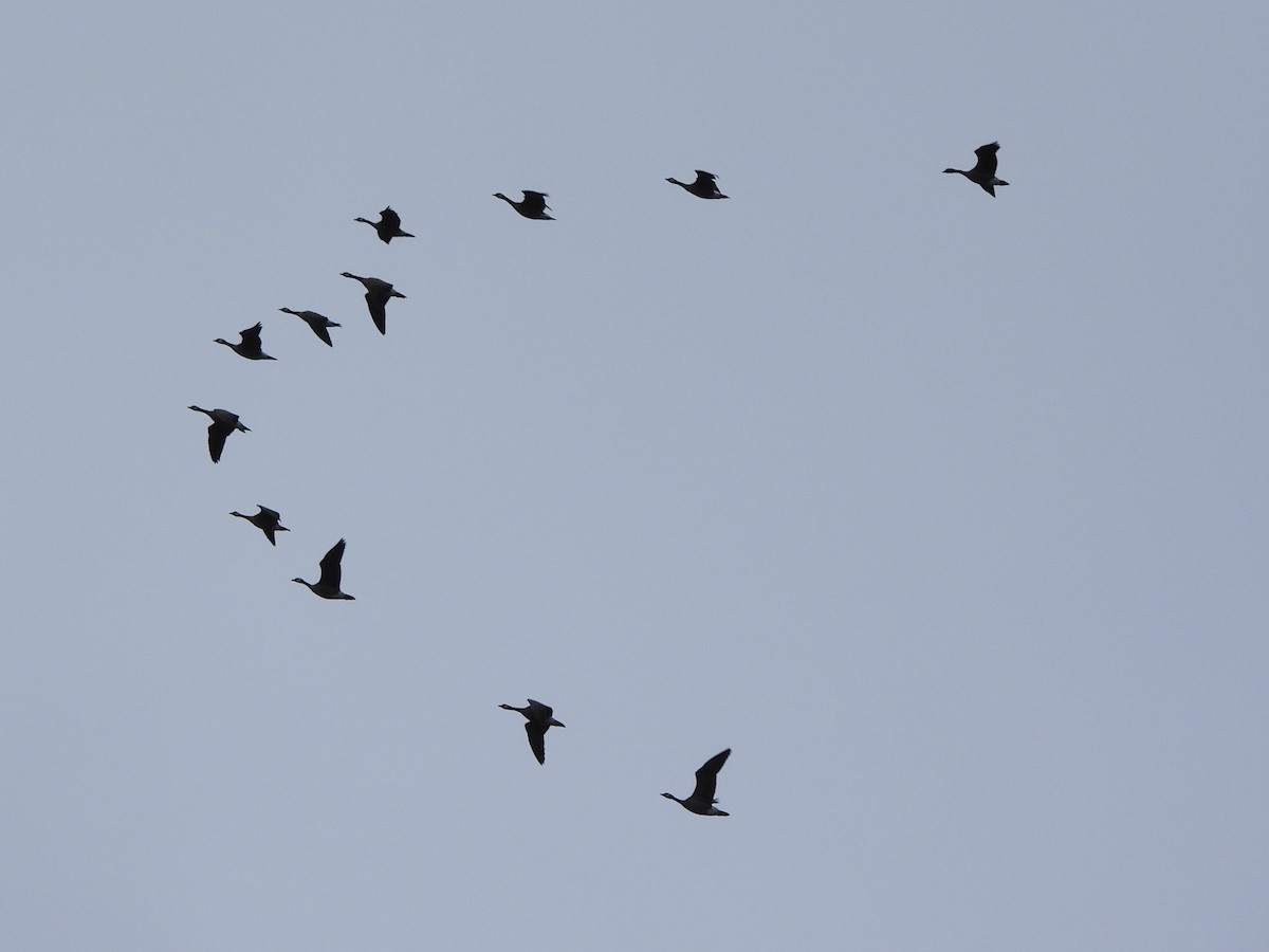 Bernache de Hutchins - ML650847789