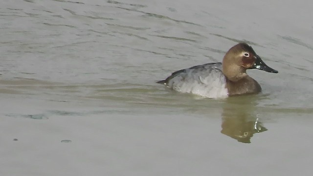 Canvasback - ML650847805