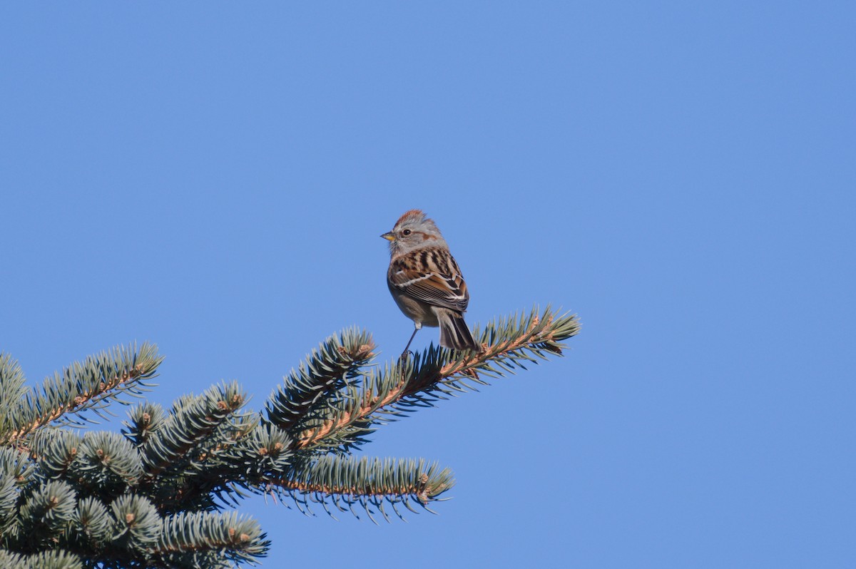 Bruant hudsonien - ML650848055