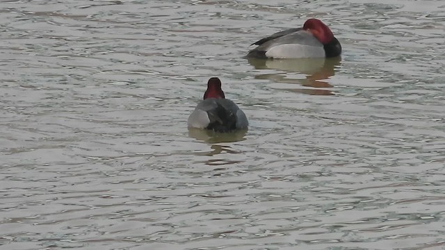 Redhead - ML650848094