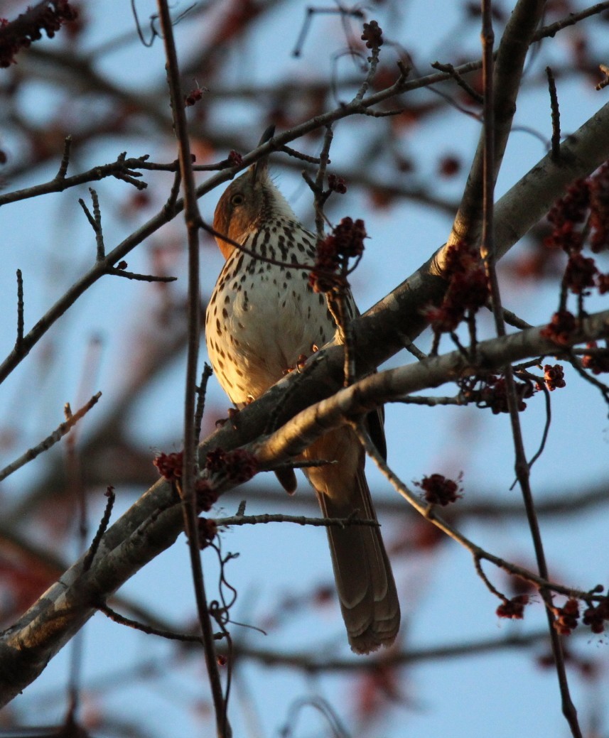 Brown Thrasher - ML650848132