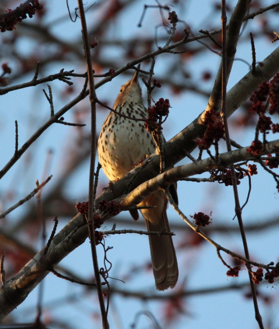 Brown Thrasher - ML650848133