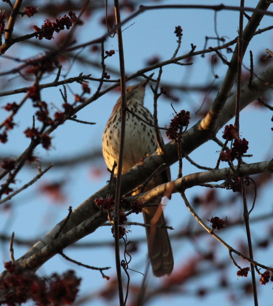 Brown Thrasher - ML650848134