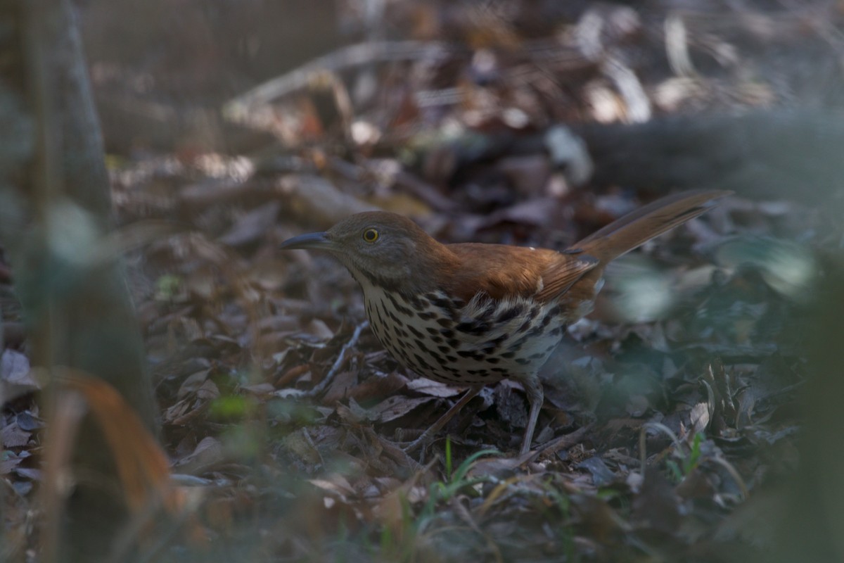 Brown Thrasher - ML650848446