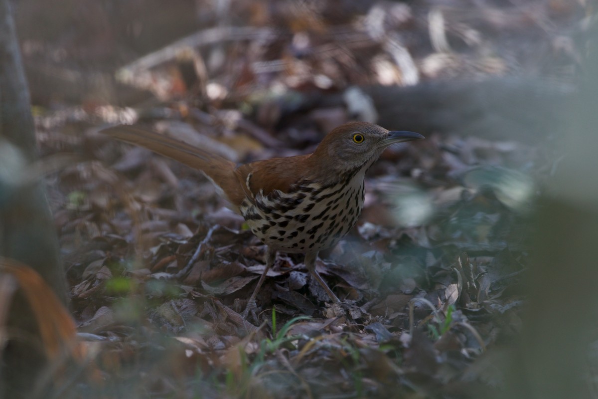 Brown Thrasher - ML650848447